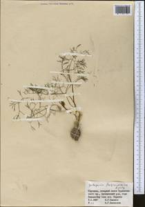 Galagania fragrantissima Lipsky, Middle Asia, Pamir & Pamiro-Alai (M2) (Kyrgyzstan)