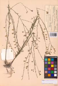 Linum austriacum L., Eastern Europe, North Ukrainian region (E11) (Ukraine)