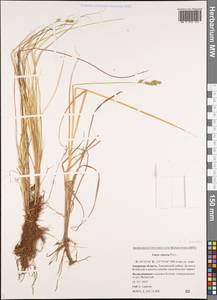 Carex canescens subsp. canescens, Siberia, Russian Far East (S6) (Russia)