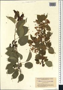 Prunus mahaleb L., Caucasus, Georgia (K4) (Georgia)