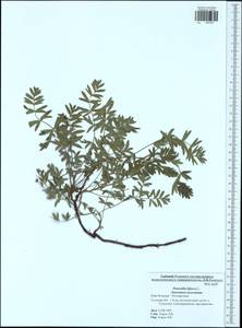 Sibbaldianthe bifurca subsp. bifurca, Eastern Europe, Central region (E4) (Russia)