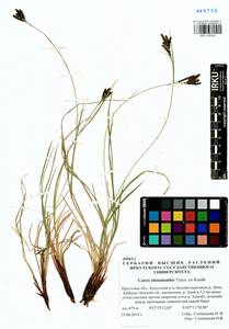 Carex eleusinoides Turcz. ex Kunth, Siberia, Baikal & Transbaikal region (S4) (Russia)