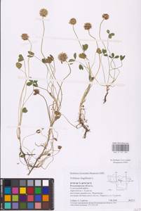 Trifolium fragiferum L., Eastern Europe, Central region (E4) (Russia)