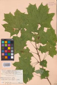 Acer platanoides L., Eastern Europe, Eastern region (E10) (Russia)