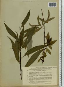 Salix silesiaca Willd., Eastern Europe, Latvia (E2b) (Latvia)