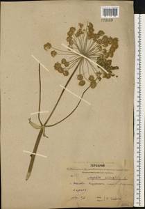 Angelica sylvestris L., Eastern Europe, Central forest region (E5) (Russia)