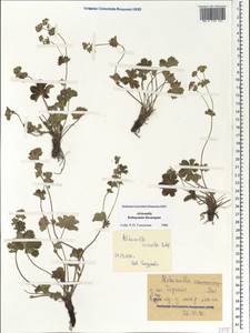 Alchemilla sericata Rchb., Caucasus, Stavropol Krai, Karachay-Cherkessia & Kabardino-Balkaria (K1b) (Russia)