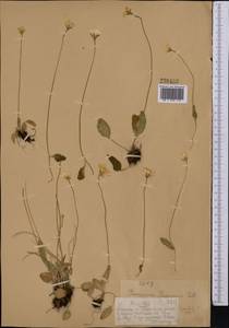 Parnassia laxmannii Pall. ex Schult., Middle Asia, Dzungarian Alatau & Tarbagatai (M5) (Kazakhstan)