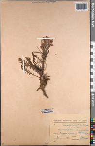 Pedicularis dasystachys Schrenk, Middle Asia, Northern & Central Kazakhstan (M10) (Kazakhstan)