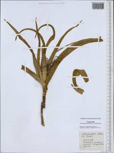 Colchicum robustum (Bunge) Stef., Middle Asia, Karakum (M6) (Turkmenistan)