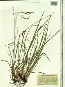 Carex rigidioides (Gorodkov) V.I.Krecz., Siberia, Russian Far East (S6) (Russia)