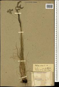 Festuca ovina L., Caucasus, Stavropol Krai, Karachay-Cherkessia & Kabardino-Balkaria (K1b) (Russia)