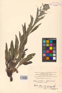 Cynoglossum officinale L., Eastern Europe, Central forest-and-steppe region (E6) (Russia)