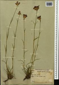 Dianthus ruprechtii Schischk.,, Caucasus, South Ossetia (K4b) (South Ossetia)