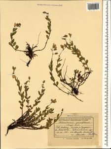 Helianthemum grandiflorum, Caucasus, Krasnodar Krai & Adygea (K1a) (Russia)