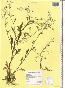 Rorippa palustris (L.) Besser, Eastern Europe, North-Western region (E2) (Russia)