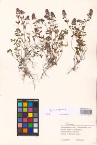 MHA 0 156 808, Thymus pulegioides L., Eastern Europe, West Ukrainian region (E13) (Ukraine)
