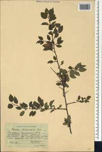 Prunus cerasifera Ehrh., Caucasus, Stavropol Krai, Karachay-Cherkessia & Kabardino-Balkaria (K1b) (Russia)