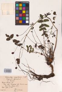 Sanguisorba officinalis L., Eastern Europe, Northern region (E1) (Russia)
