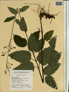 Scrophularia nodosa L., Eastern Europe, Central forest-and-steppe region (E6) (Russia)