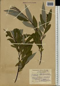 Salix viminalis L., Eastern Europe, Northern region (E1) (Russia)