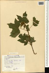 Acer campestre L., Caucasus, Georgia (K4) (Georgia)