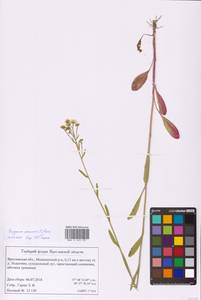 Erigeron annuus (L.) Pers., Eastern Europe, Central forest region (E5) (Russia)