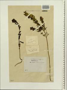 Rhinanthus minor subsp. minor, Siberia, Baikal & Transbaikal region (S4) (Russia)