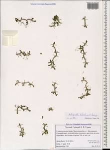 Lycopodioides helvetica (L.) Kuntze, Caucasus, Stavropol Krai, Karachay-Cherkessia & Kabardino-Balkaria (K1b) (Russia)