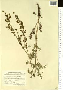 Artemisia macrantha Ledeb., Siberia, Central Siberia (S3) (Russia)