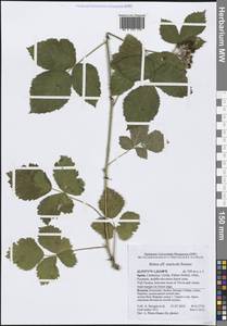 Rubus, Western Europe (EUR) (Spain)