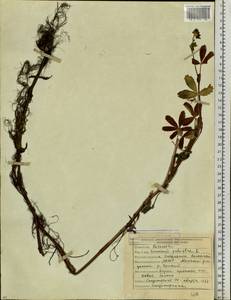 Comarum palustre L., Siberia, Yakutia (S5) (Russia)