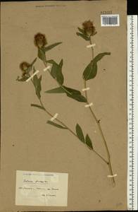 Centaurea stenolepis A. Kern., Eastern Europe, North Ukrainian region (E11) (Ukraine)