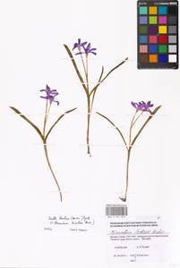 Scilla luciliae (Boiss.) Speta, Eastern Europe, Moscow region (E4a) (Russia)