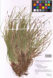 Carex pilulifera L., Eastern Europe, Central region (E4) (Russia)