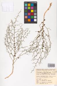 Asparagus breslerianus Schult. & Schult.f., Eastern Europe, Lower Volga region (E9) (Russia)