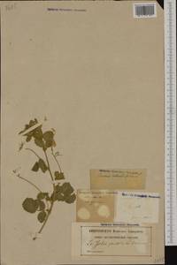 Ononis rotundifolia L., Western Europe (EUR) (France)