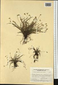 Carex ornithopoda Willd., Western Europe (EUR) (Poland)