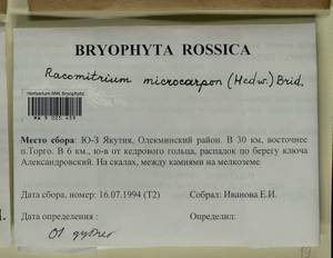 Bucklandiella microcarpos (Hedw.) Bedn.-Ochyra & Ochyra, Bryophytes, Bryophytes - Yakutia (B19) (Russia)