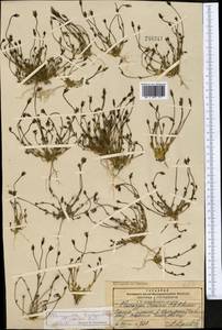 Lomatogonium brachyantherum (C. B. Cl.) Fern., Middle Asia, Pamir & Pamiro-Alai (M2) (Tajikistan)