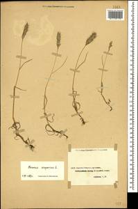 Bromus scoparius L., Caucasus, Dagestan (K2) (Russia)