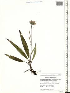 Saussurea alpina (L.) DC., Eastern Europe, Northern region (E1) (Russia)