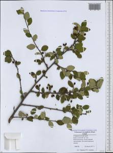 Cotoneaster suavis Pojark., Caucasus, Stavropol Krai, Karachay-Cherkessia & Kabardino-Balkaria (K1b) (Russia)