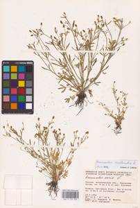 Ranunculus sceleratus L., Eastern Europe, Lower Volga region (E9) (Russia)