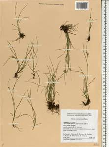 Juncus compressus Jacq., Eastern Europe, Central region (E4) (Russia)