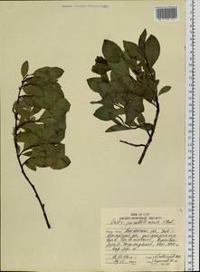 Salix pulchra subsp. parallelinervis (Flod.) A. K. Skvortsov, Siberia, Chukotka & Kamchatka (S7) (Russia)
