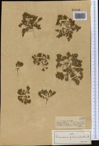 Frankenia pulverulenta, Middle Asia, Muyunkumy, Balkhash & Betpak-Dala (M9) (Kazakhstan)