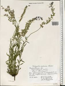 Polygala nicaeensis subsp. mediterranea Chod., Eastern Europe, Middle Volga region (E8) (Russia)