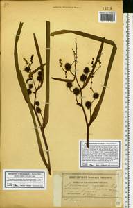 Sparganium erectum L., Eastern Europe, Belarus (E3a) (Belarus)