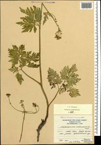 Eleutherospermum cicutarium (M. Bieb.) Boiss., Caucasus, South Ossetia (K4b) (South Ossetia)